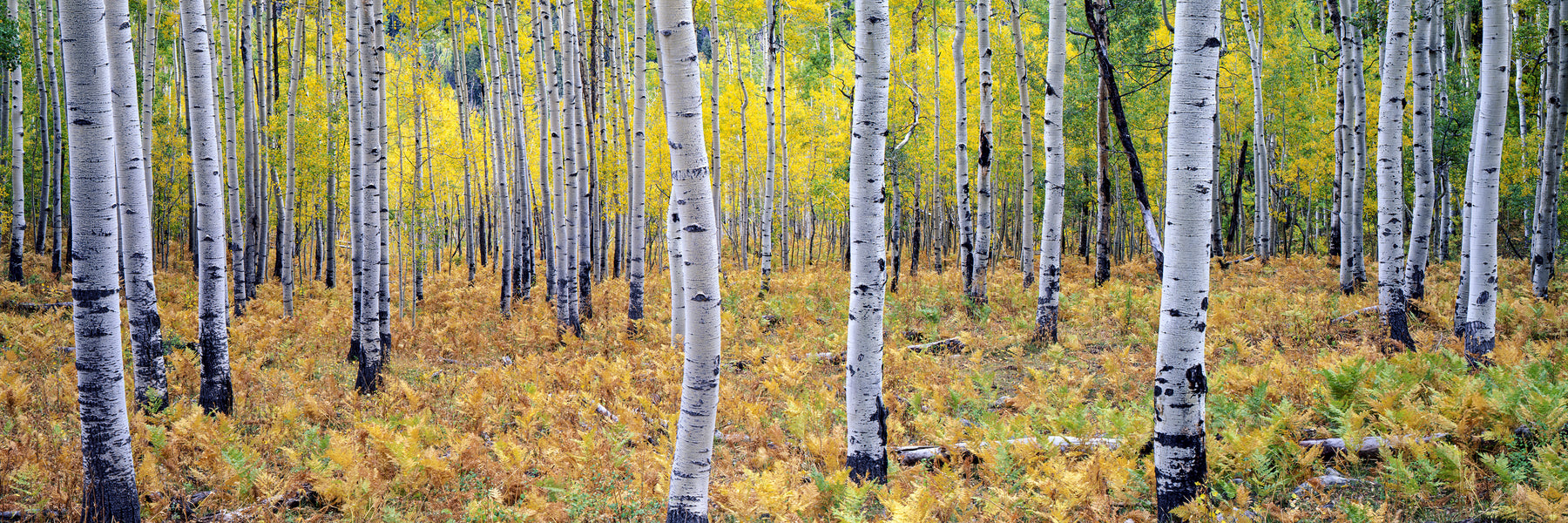 Fall Aspens