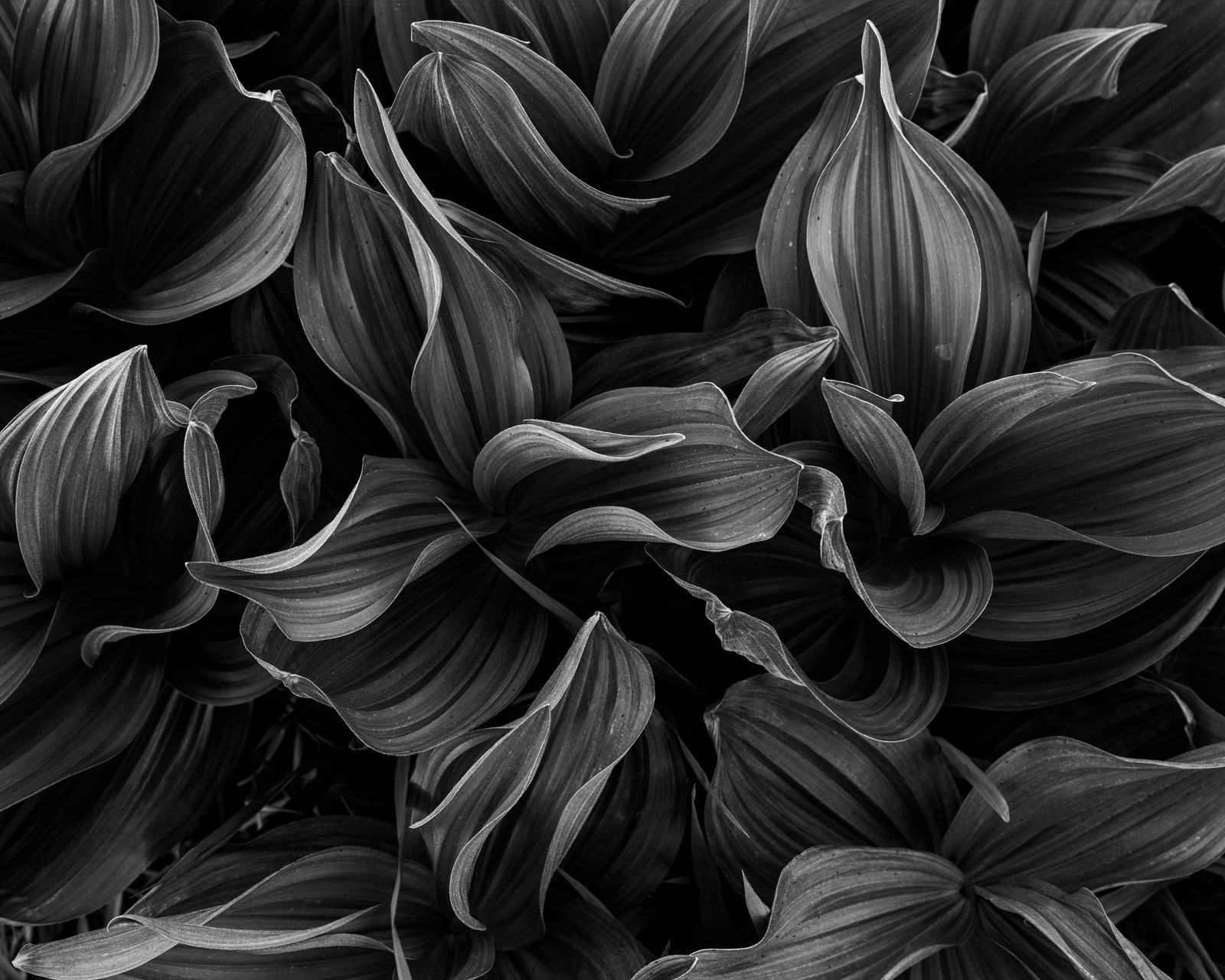 Corn Lily Field